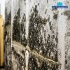 mold removal mississauga
