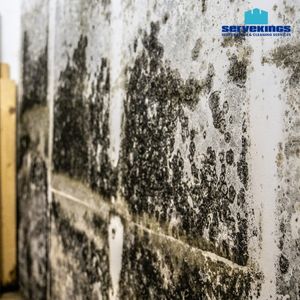 mold removal mississauga