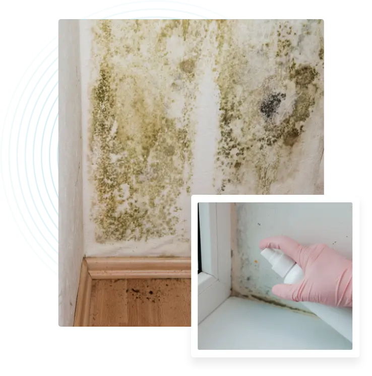 Comprehensive mold cleanup
